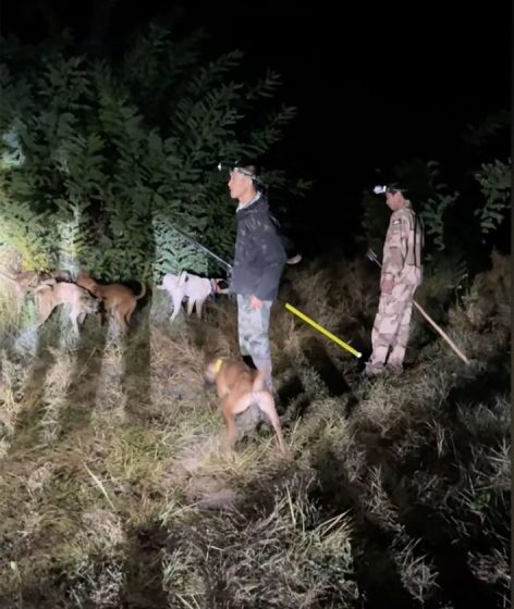  Bounty hunting wild boars in China: The once-protected species is now a growing public menace