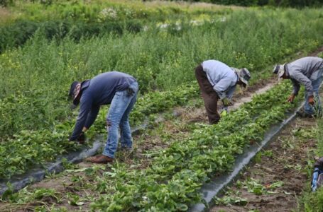 Migrant workers in Canada exposed to ‘shocking abuse and discrimination,’ Amnesty says