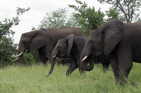 Tourist trampled to death by elephant while reportedly trying to save his grandchild at South Africa park