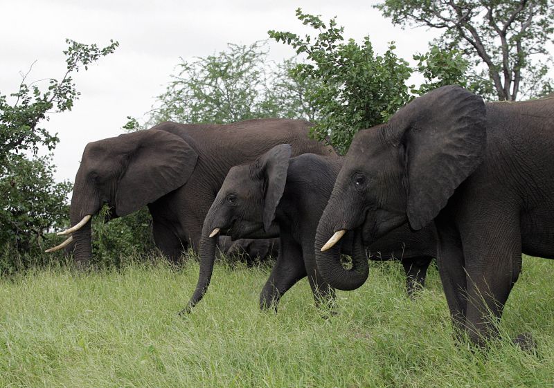  Tourist trampled to death by elephant while reportedly trying to save his grandchild at South Africa park