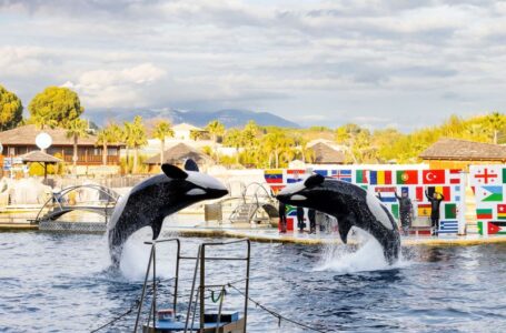 Closure of French marine park sparks outcry over future of its two orcas