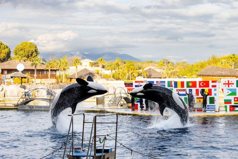  Closure of French marine park sparks outcry over future of its two orcas