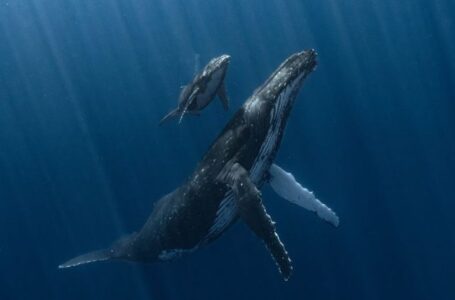 Breathtaking images from the Underwater Photographer of the Year contest