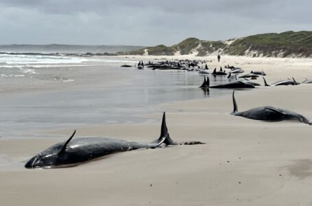 More than 150 whales are stranded off the coast of Tasmania