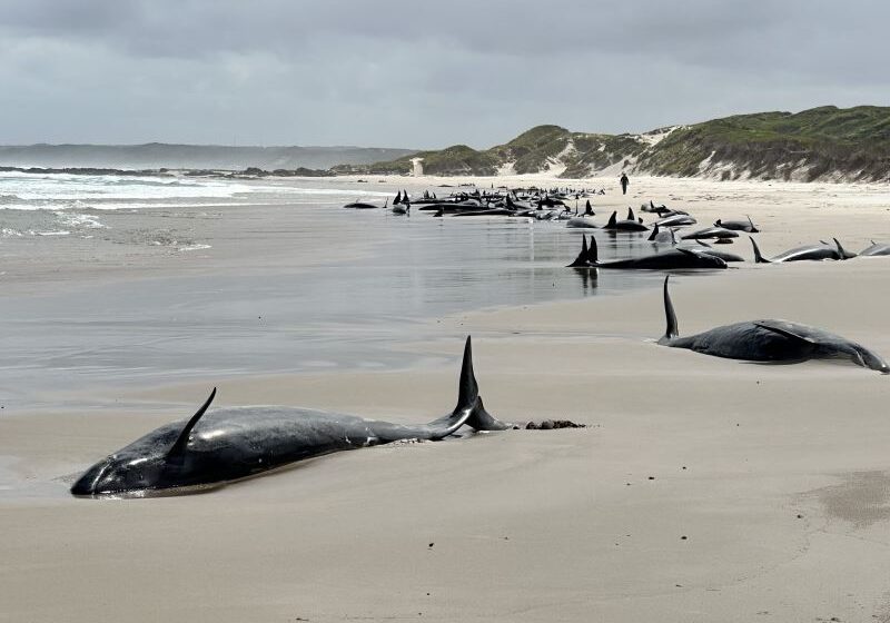  More than 150 whales are stranded off the coast of Tasmania