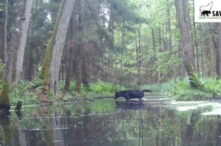 Rare black wolves caught on camera in Polish forest by wildlife researchers