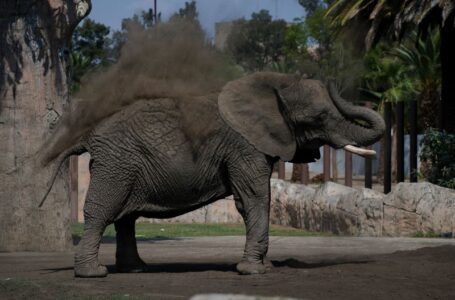 Mexico’s Supreme Court orders zoo to improve conditions for Ely the elephant