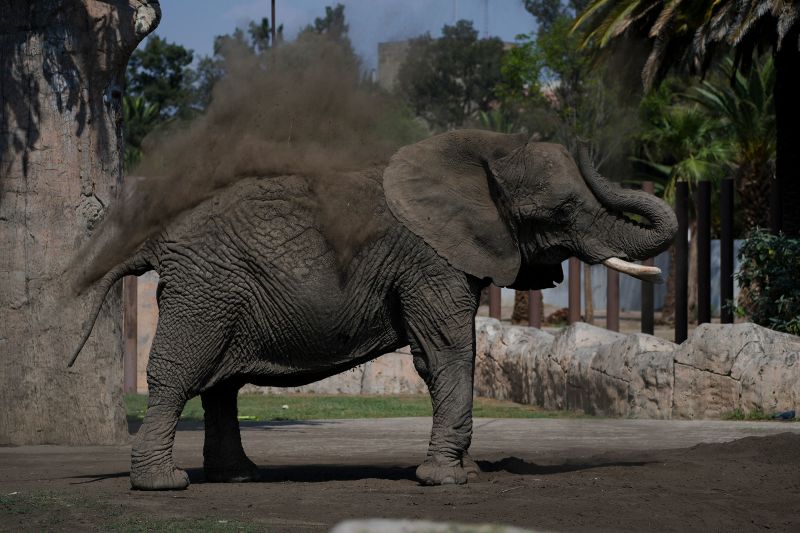  Mexico’s Supreme Court orders zoo to improve conditions for Ely the elephant