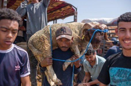 Drought-hit Morocco asks citizens not to slaughter sheep on Eid al-Adha