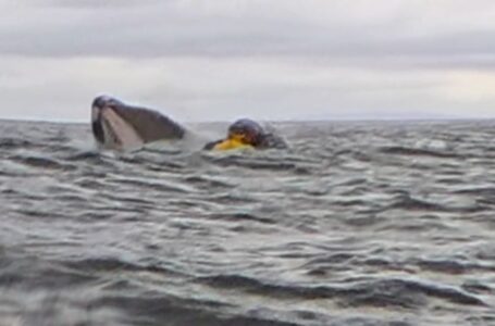 Humpback whale swallows and spits out kayaker in incident captured on camera