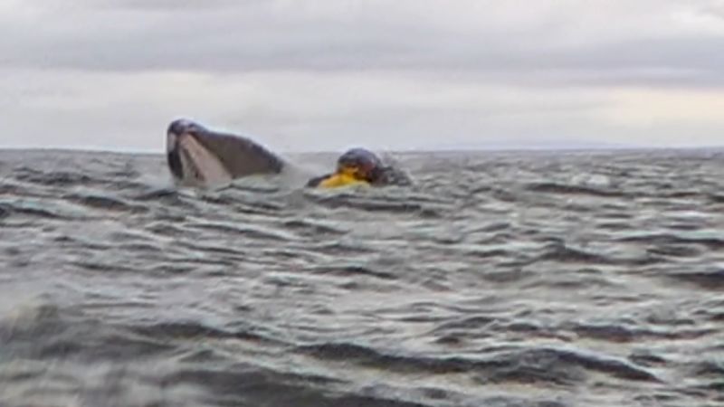  Humpback whale swallows and spits out kayaker in incident captured on camera