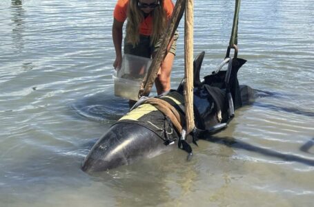 One moment, calm waters. The next, a 900-pound dolphin landed on their boat